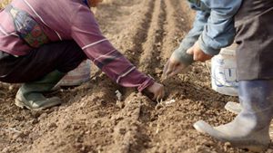 Farmers plant seeds in California's Central Valley